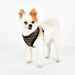 PUPPIA ELLIOTT HARNESS A, Harness - Bones Bizzness