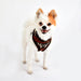 PUPPIA PRANCER HARNESS A, Harness - Bones Bizzness