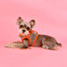 PUPPIA AUDEN HARNESS B, Harness - Bones Bizzness