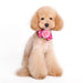 FLOWER DOG EASYBOW  1, ACCESSORIES - Bones Bizzness