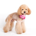 FLOWER DOG EASYBOW  1, ACCESSORIES - Bones Bizzness