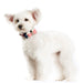 NAUTICAL DOG EASYBOW  2, ACCESSORIES - Bones Bizzness