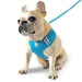 EASYGO BOWTIE BLUE DOG HARNESS, Harness - Bones Bizzness