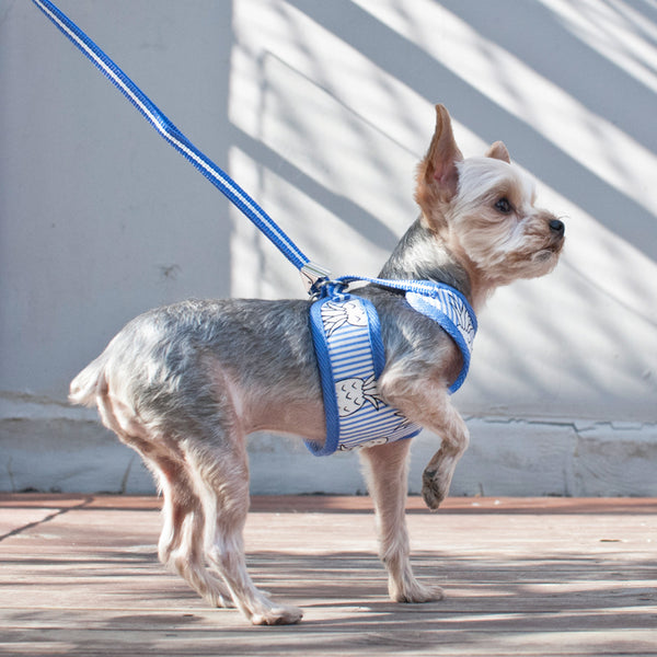 PINEAPPLE BLUE EASYGO DOG HARNESS, Harness - Bones Bizzness