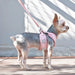 PINEAPPLE PINK EASYGO DOG HARNESS, Harness - Bones Bizzness