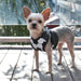 SOCCER EASYGO DOG HARNESS, Harness - Bones Bizzness