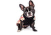 ENGLISH RED/TAN/BLACK/WHITE PLAID DOG SWEATER, Sweaters - Bones Bizzness