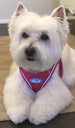 PLUSH STEP IN AIR MESH HARNESS - PEACOCK, Harness - Bones Bizzness