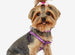 GLAM GEAR COLLARS & HARNESSES (13 COLORS), Collars - Bones Bizzness