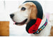 GLOBETROTTER PLUSH DOG TOY COLLECTION, Toys - Bones Bizzness