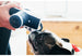 GLOBETROTTER PLUSH DOG TOY COLLECTION, Toys - Bones Bizzness
