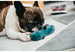 GLOBETROTTER PLUSH DOG TOY COLLECTION, Toys - Bones Bizzness