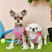 SPORTS PUPPIA DOG HARNESS B