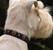 SUSAN LANCI EMBROIDERED PAWS SWAROVSKI CRYSTAL DOG COLLAR - (42 COLORS), Collars - Bones Bizzness