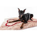 SOGGY DOGGY DOG DOORMAT BEIGE W/ RED BONE, Rugs - Bones Bizzness