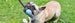 BECO DOG BALL WITH ROPE BLUE LARGE, Toys - Bones Bizzness