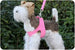 SUSAN LANCI PLAIN ULTRASUEDE DOG LEASHES (42 COLORS), Leash - Bones Bizzness