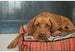 LA FOLIE DOG BED, Beds - Bones Bizzness