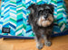 CHEVRON DOG BED – SEA GLASS, Beds - Bones Bizzness