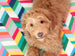 CHEVRON DOG BED – TECHNICOLOR, Beds - Bones Bizzness