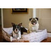 MOROCCAN ASH GRAY LOUNGE DOG BED, Beds - Bones Bizzness