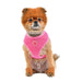 NAVY NIKI PINKAHOLIC HARNESS A, Harness - Bones Bizzness