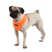 NEON PUPPIA SOFT HARNESS A, Harness - Bones Bizzness