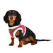 BLITZEN PUPPIA DOG HARNESS B - CHECKERED RED, Harness - Bones Bizzness