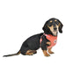 PEACH CLASSY PUPPIA  HARNESS C, Harness - Bones Bizzness