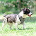 RACER DOG HARNESS A -RED / BLACK / YELLOW