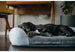 CALIFORNIA DREAMING MEMORY FOAM DOG BED, Beds - Bones Bizzness