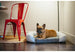 CALIFORNIA DREAMING MEMORY FOAM DOG BED, Beds - Bones Bizzness