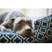 MOROCCAN NAVY BLUE LOUNGE DOG BED, Beds - Bones Bizzness