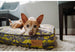 MUSTACHE DOG BED, Beds - Bones Bizzness