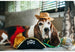 MUTT HATTER PLUSH TOY COLLECTION, Toys - Bones Bizzness