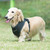 PUPPIA LIFE TREK SNUGFIT HARNESS E, Harness - Bones Bizzness