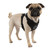 PUPPIA LIFE TREK SAFETY DOG HARNESS F, Harness - Bones Bizzness