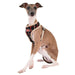 BAXTER PUPPIA DOG HARNESS A, Harness - Bones Bizzness