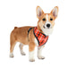 BAXTER PUPPIA DOG HARNESS A, Harness - Bones Bizzness