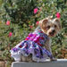 PURPLE & RED FLORAL DOG DRESS WITH MATCHING LEASH