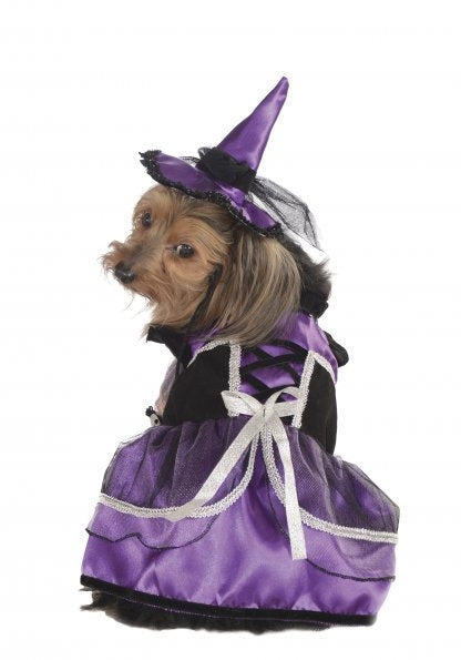 PURPLE WITCH DOG COSTUME S-M, Costume - Bones Bizzness