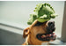SAFARI DOG TOY COLLECTION, Toys - Bones Bizzness