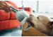 SAFARI DOG TOY COLLECTION, Toys - Bones Bizzness
