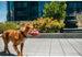 SAFARI DOG TOY COLLECTION, Toys - Bones Bizzness