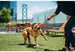 SAFARI DOG TOY COLLECTION, Toys - Bones Bizzness