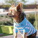 STRIPED BLUE & WHITE DOG POLO SHIRT, Shirts Tanks & Tees - Bones Bizzness