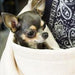 Vienna Luxury Sling Dog Carrier Truffle