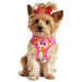 WRAP AND SNAP CHOKE FREE DOG HARNESS - ARUBA RASPBERRY, Harness - Bones Bizzness