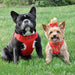 WRAP AND SNAP CHOKE FREE DOG HARNESS - FLAME RED, Harness - Bones Bizzness